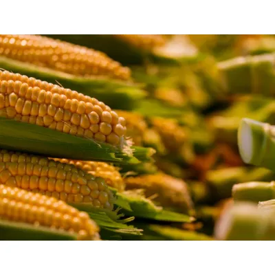 25kg Maize Meal Super